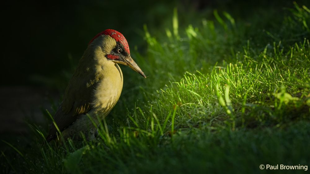 Sony Alpha A7 V