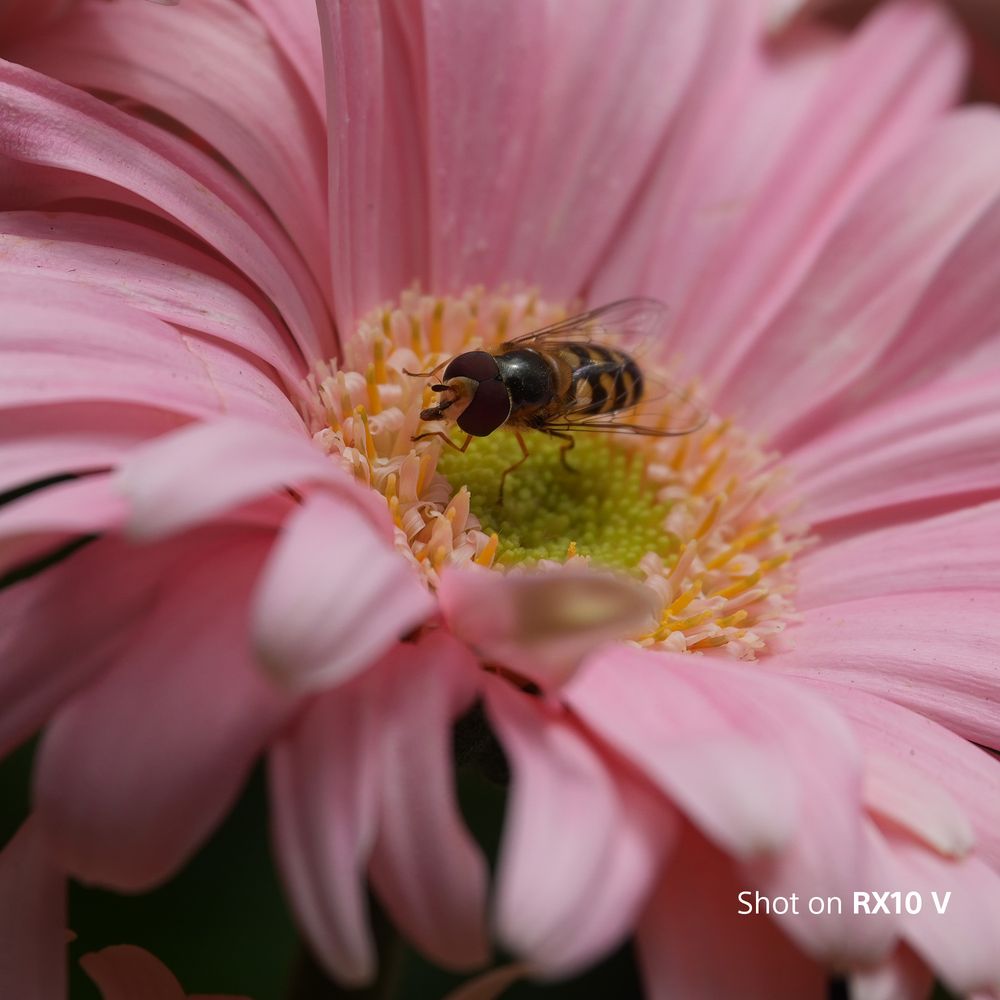 Sony Cybershot RX10 V