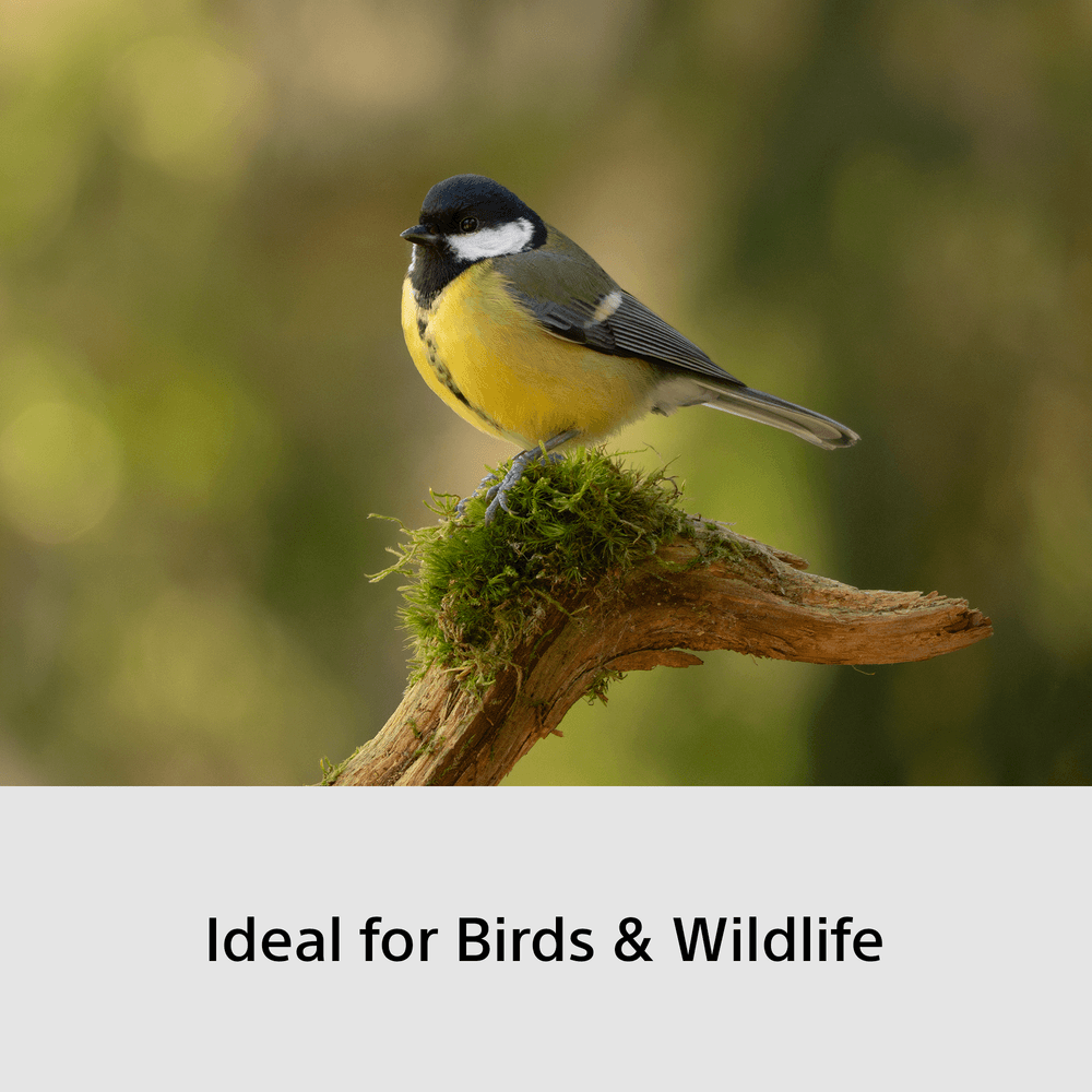 Sony A6700 Wildlife Kit PZ 16–50 + 70-350mm