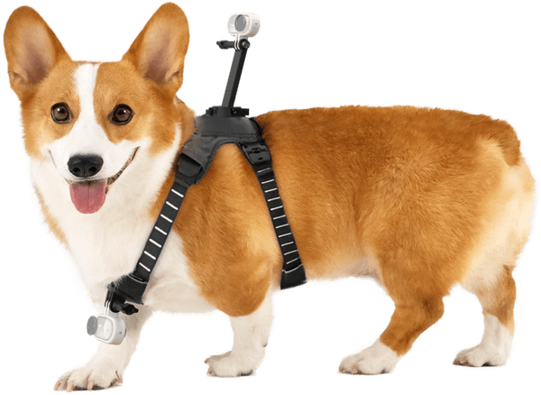 Hovedbilde Insta360 Pet Harness Mount Size M
